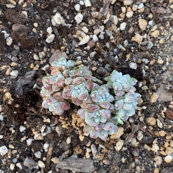 土豆白菊寄养，蓝色心情