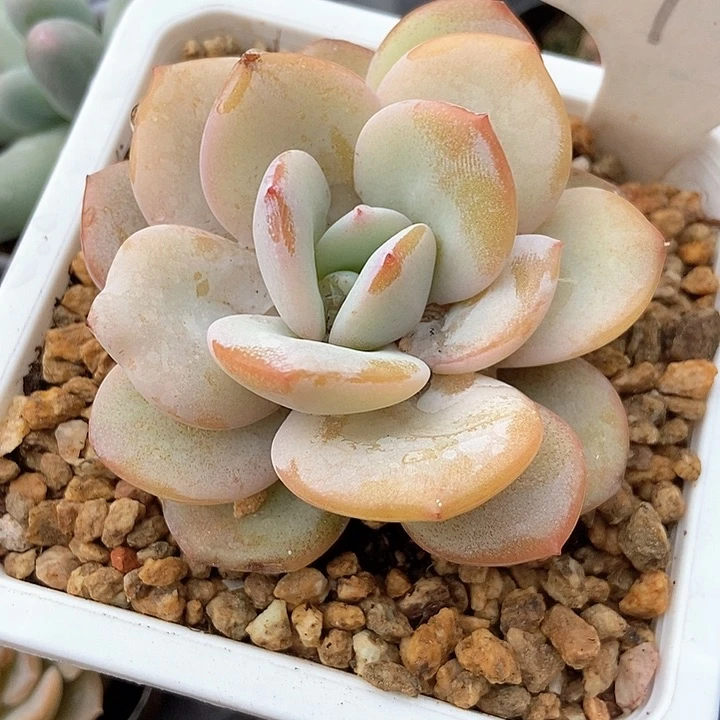 多肉植物奶茶1991