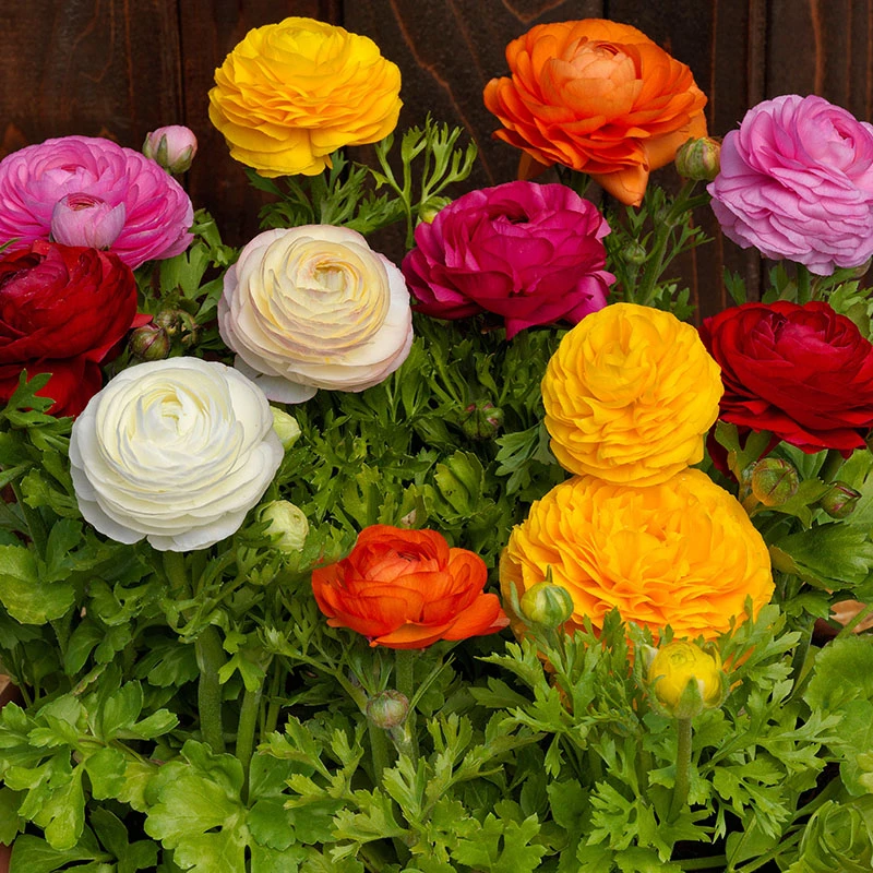 洋牡丹（花毛茛）阳台室内庭院易养盆栽花卉鲜花