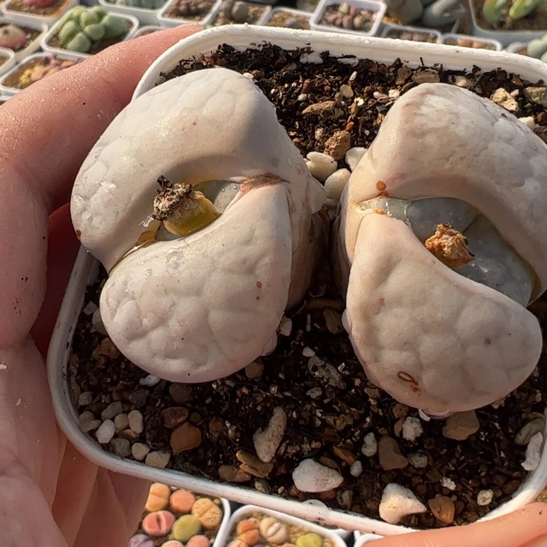 156多肉植物组合