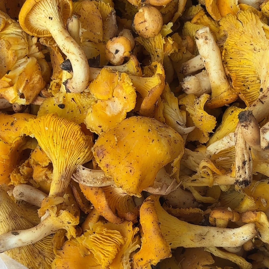 这***菜云南南华野生菌中国大陆