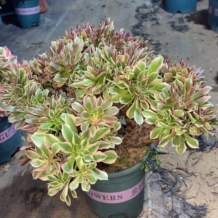 女神缀多肉植物67。