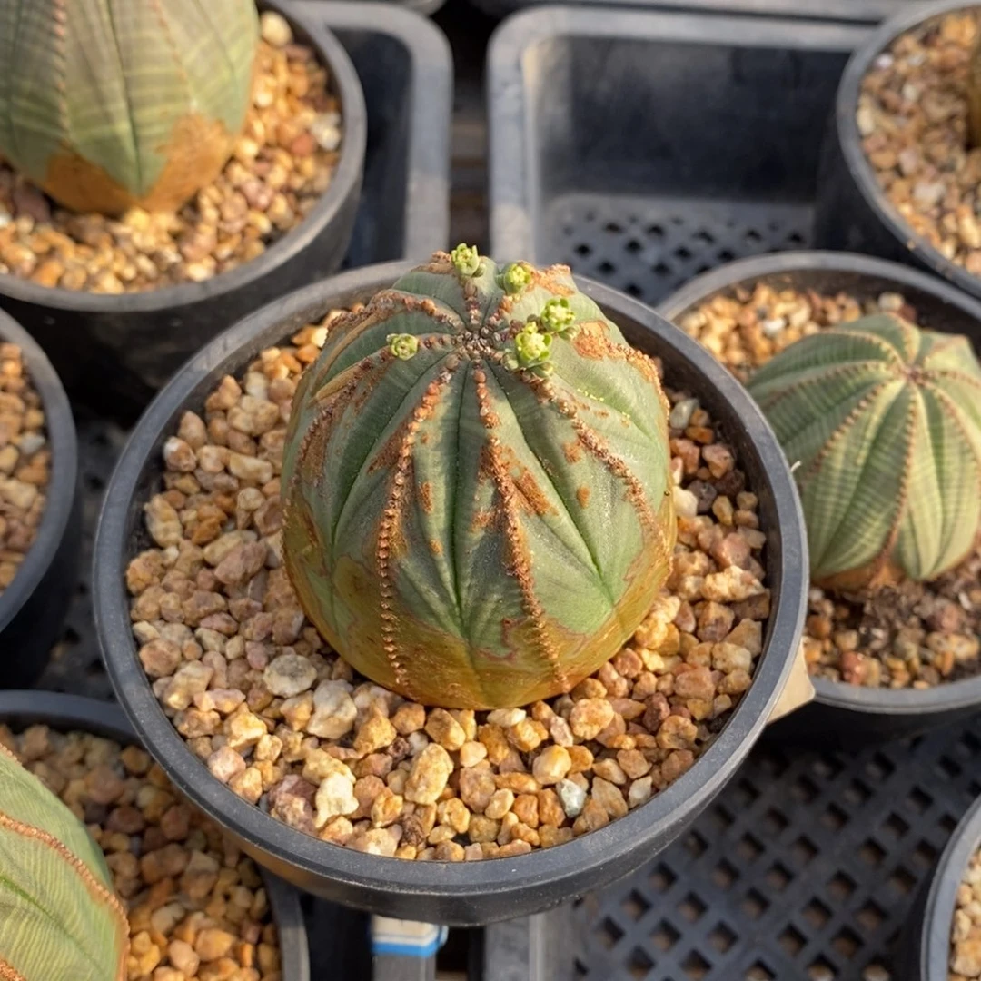 21 欧系实生布纹球多肉植物