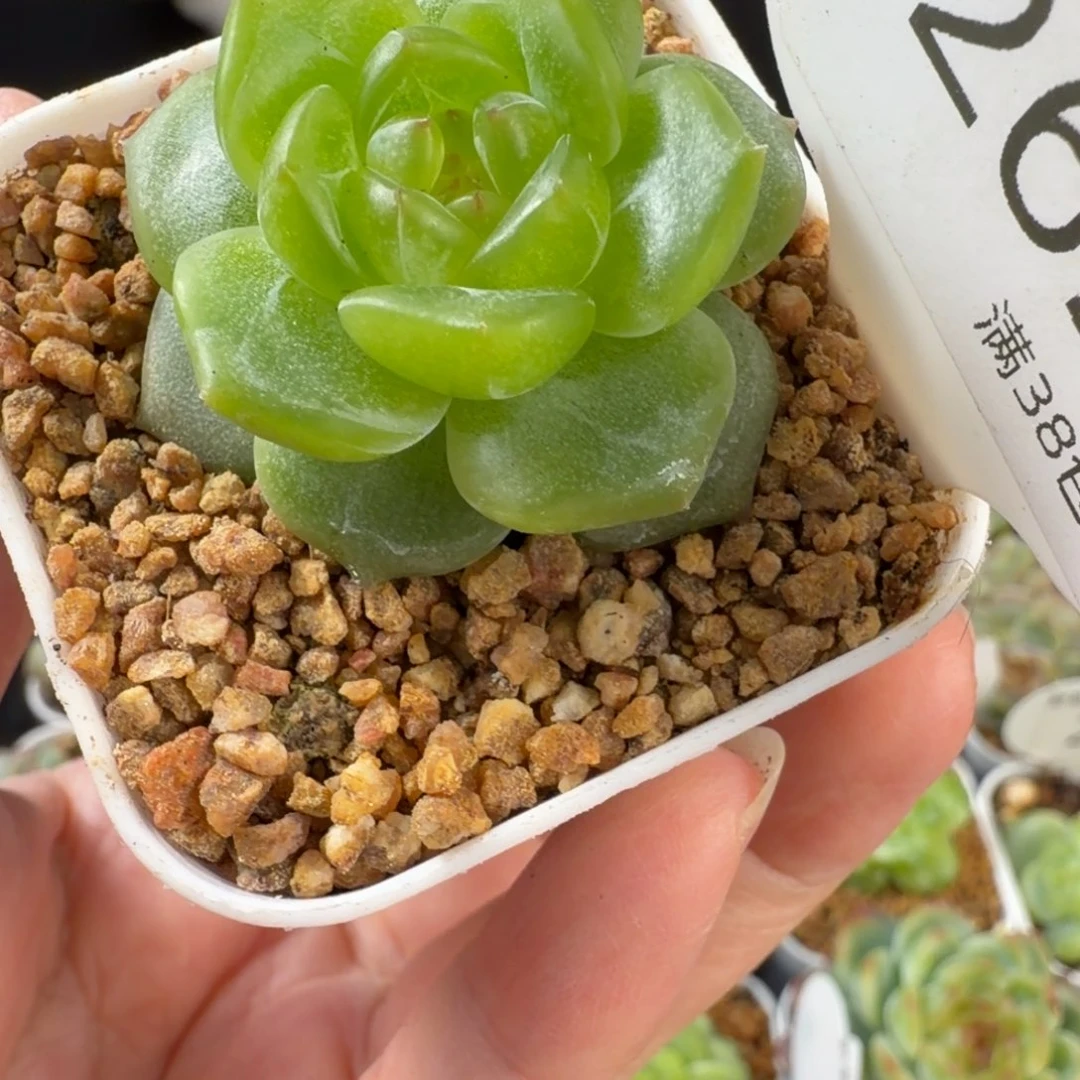 孤品珍妮优选263号