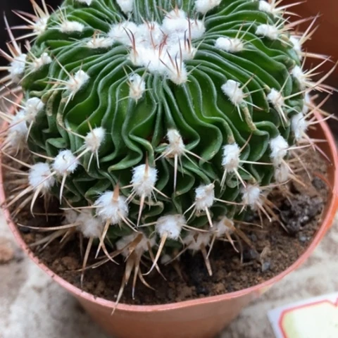 多棱玉仙人球10米香入味