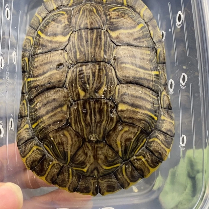 巴西彩龟母666666