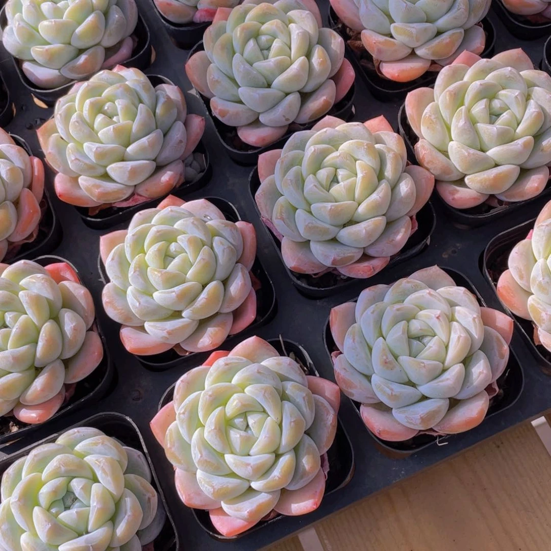 718号 开播福利丸叶玉冰冰单头一个