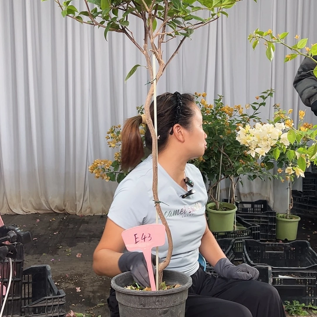 唐***糖当前无花栽培后可以开花E43苏瓦娜