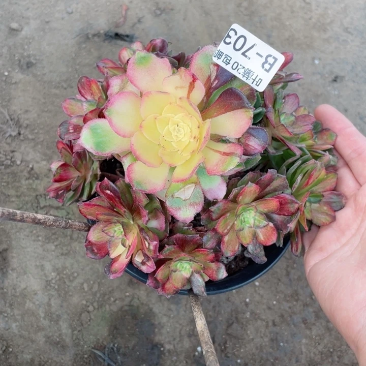 703龙鳞多肉12344675多肉