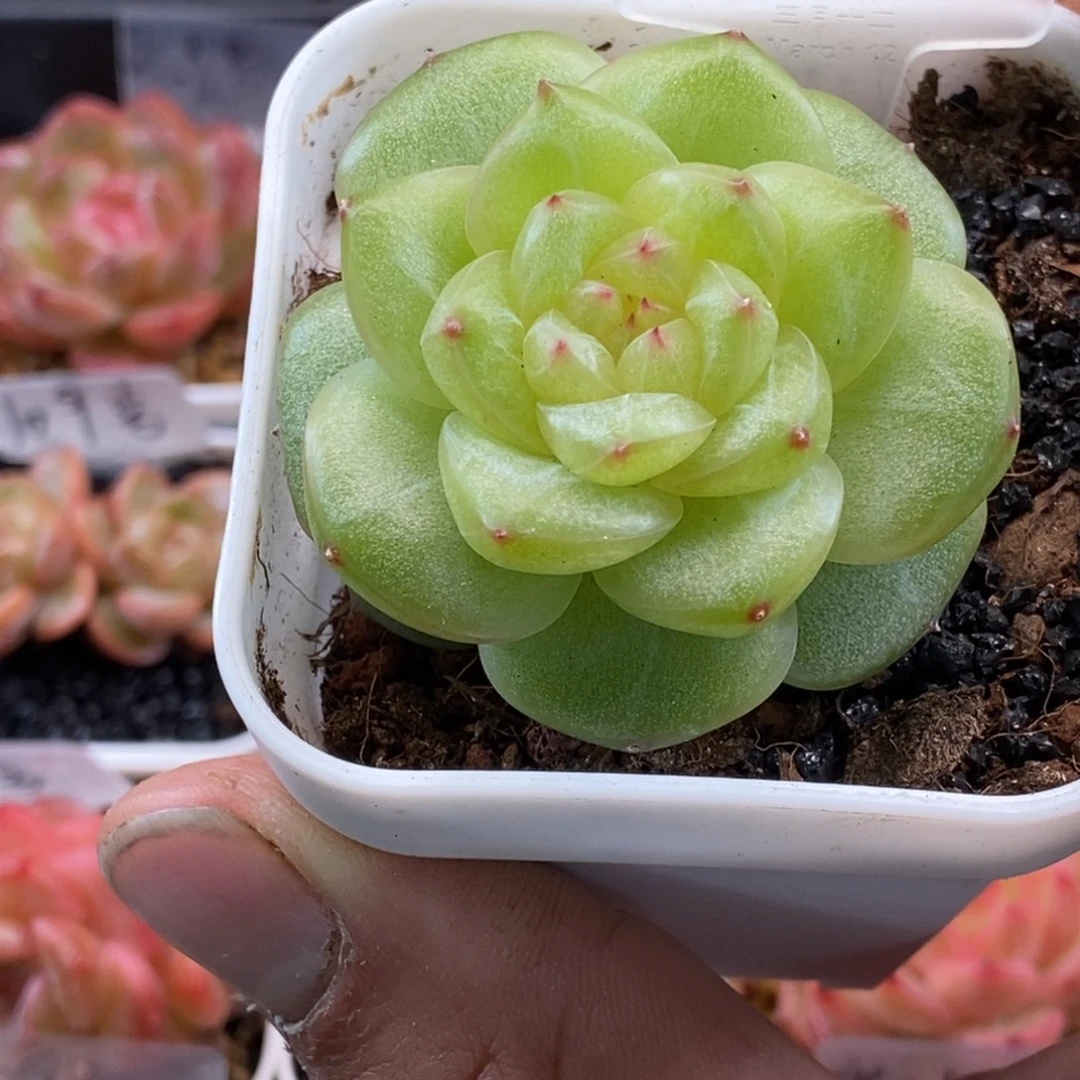 天官赐福百无禁忌