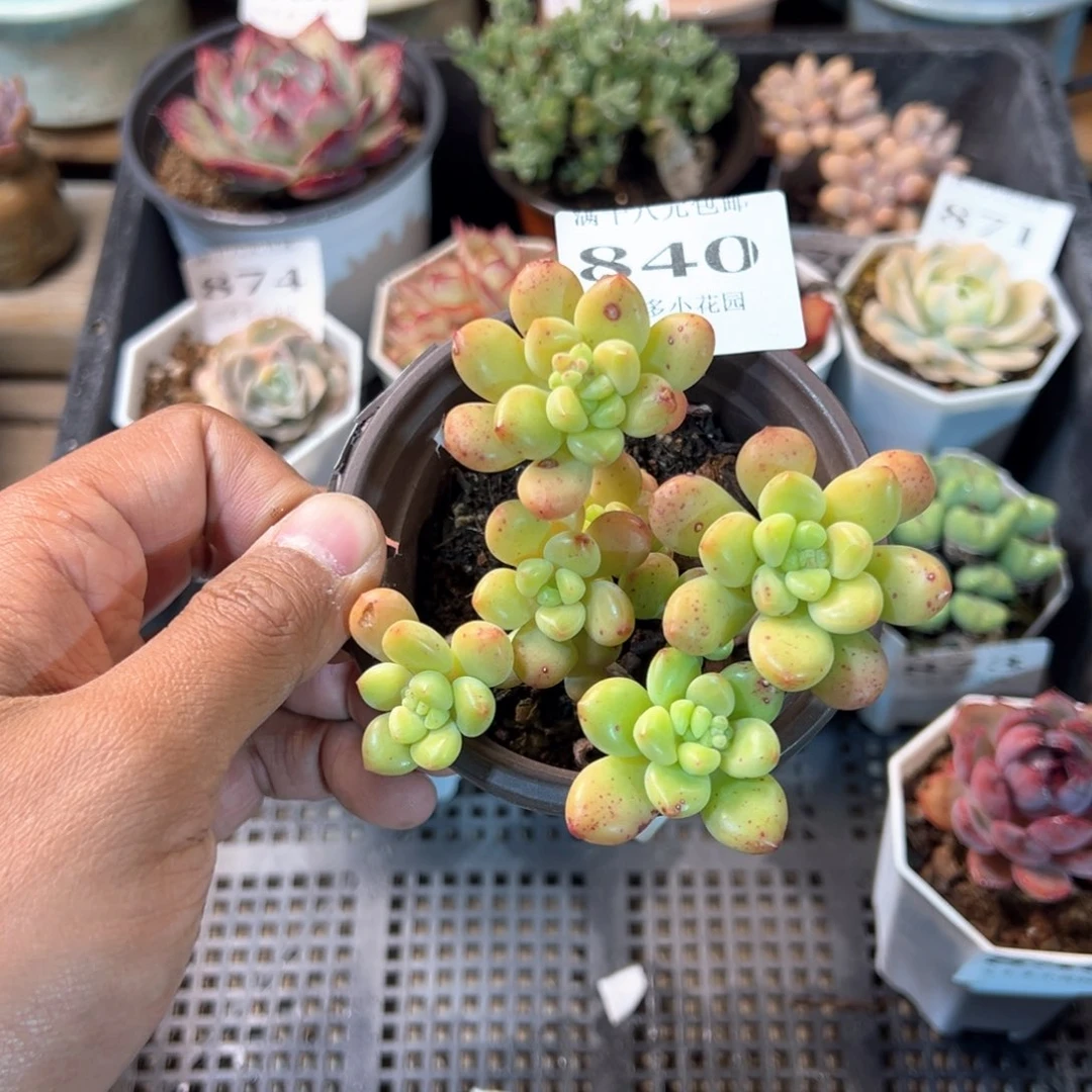 840号香格里拉群一物一拍满18包邮