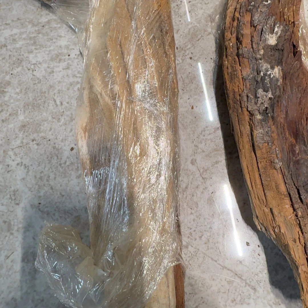 周*太行崖柏泥膏标本料