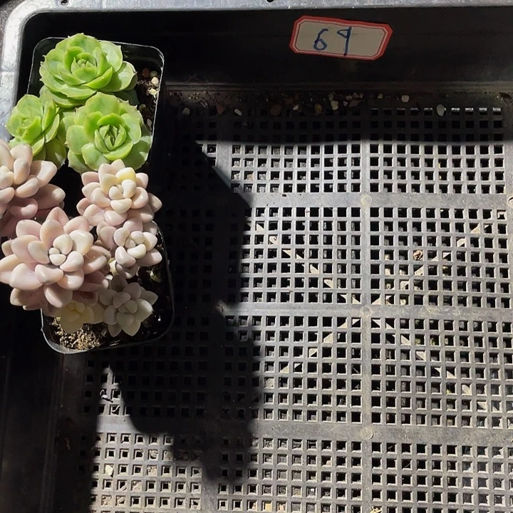 棒***~69号筐带盆土发货