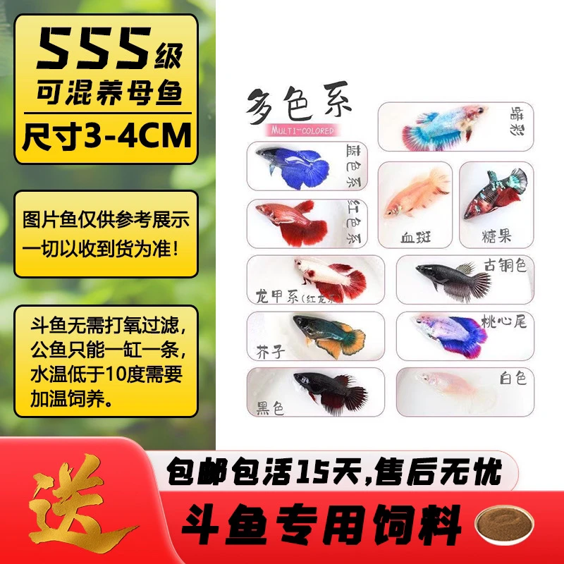 泰国斗鱼可繁殖抱卵母鱼糖果色小型宠物热带观赏鱼淡水鱼好养耐活