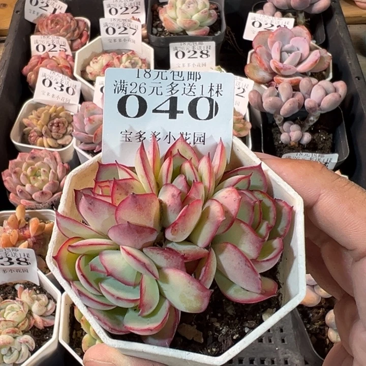 牡丹亭四头一物一拍多肉满20元包邮明天发货