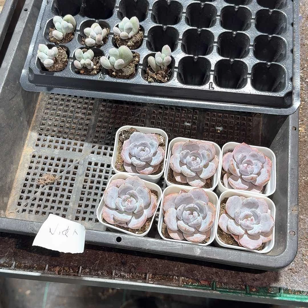 小女人一物一拍专拍