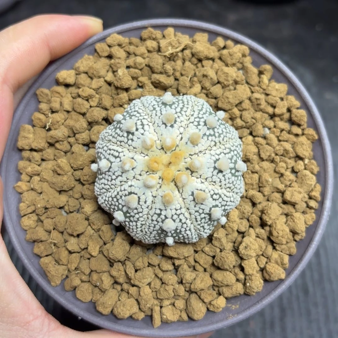 奇迹兜带盆包邮哟