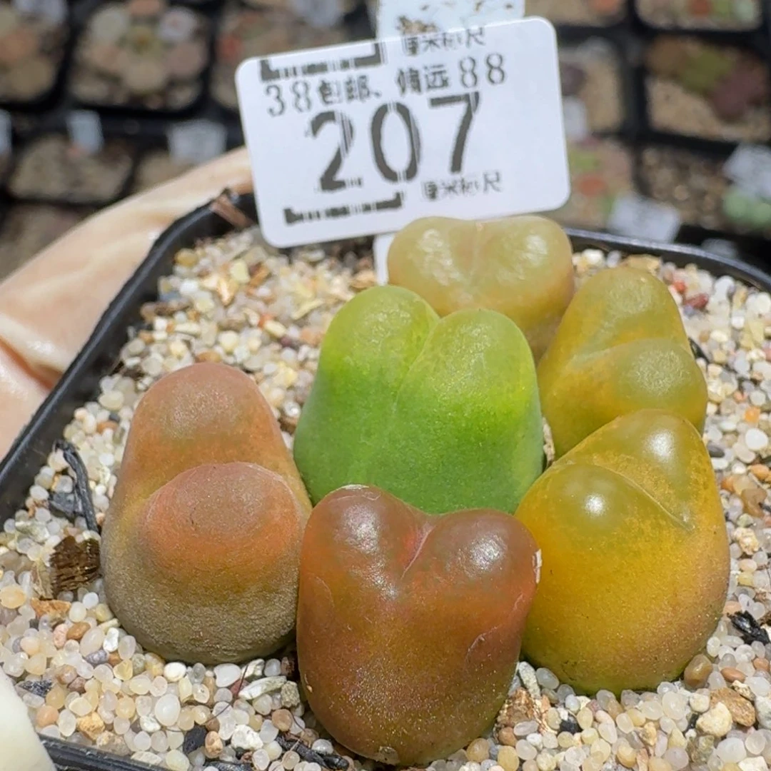 zzzzz精品生石花207