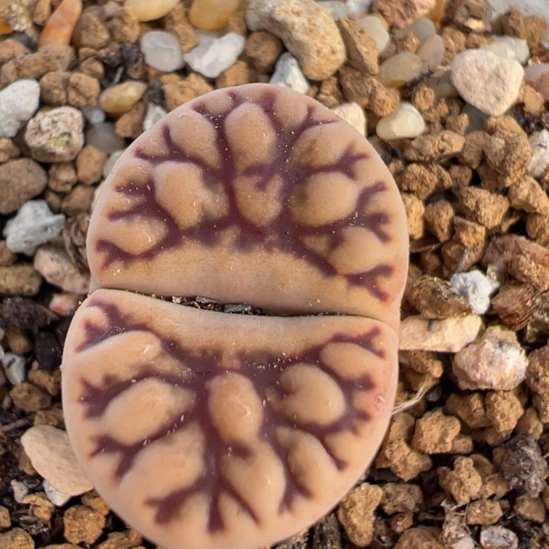 35多肉植物百科知识