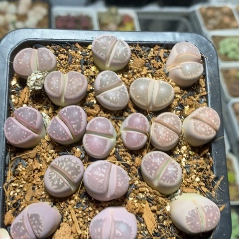 漂亮粉橄榄双头特价