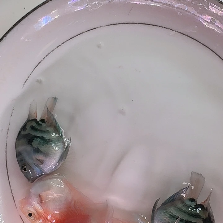 海水鱼迷你鹦鹉鱼