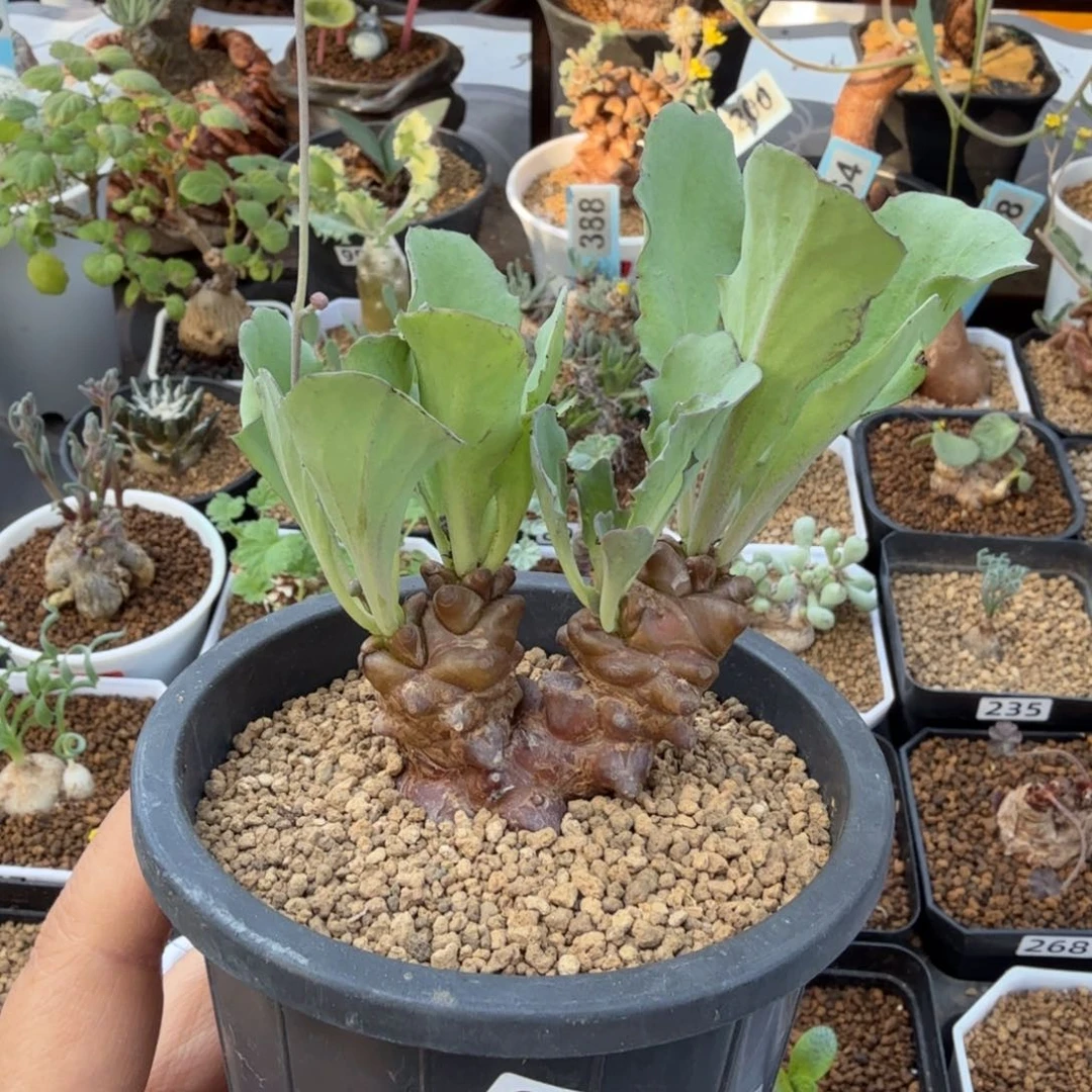 蛮鬼塔003 仙人球