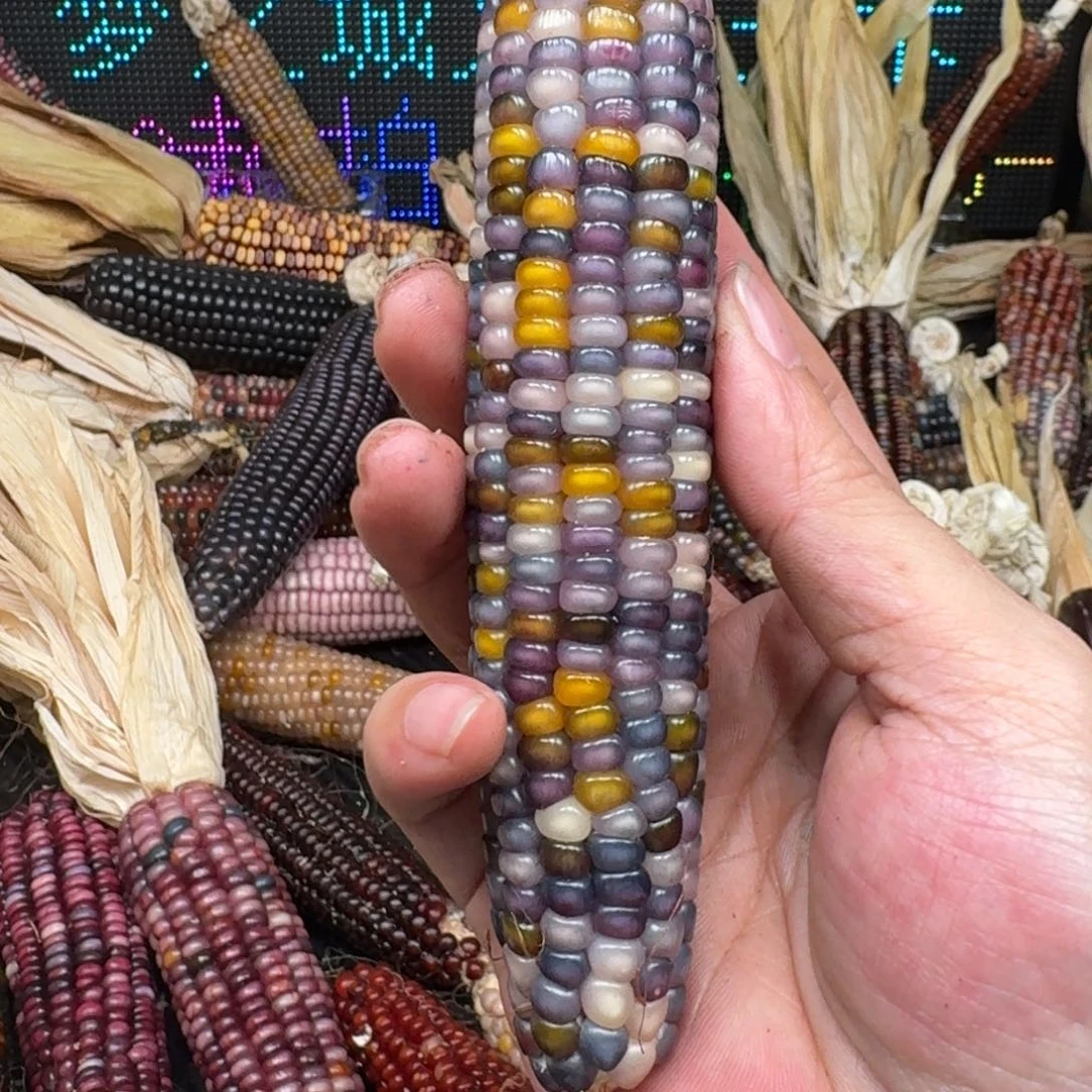 柏香籽/百香籽吊坠蔷*儿