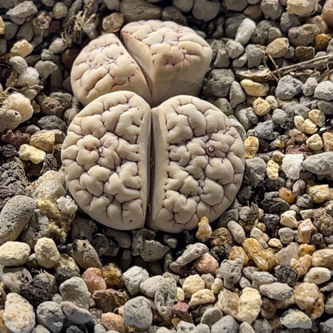 5888双头白底紫红纹189