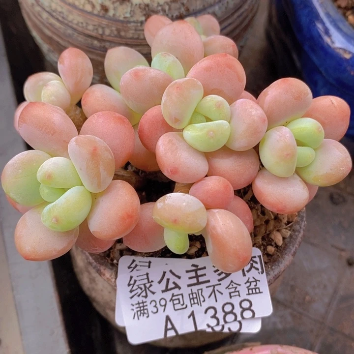 橘子香水洛神8cm1388蛋卷