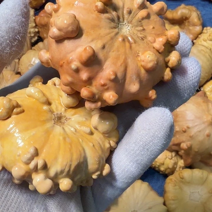 方***洲墨西哥七彩疙瘩葫芦