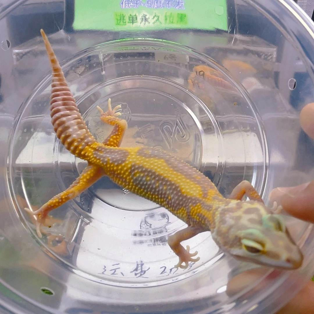 豹纹守宫豹纹守宫苗子亚成成体可爱宠物