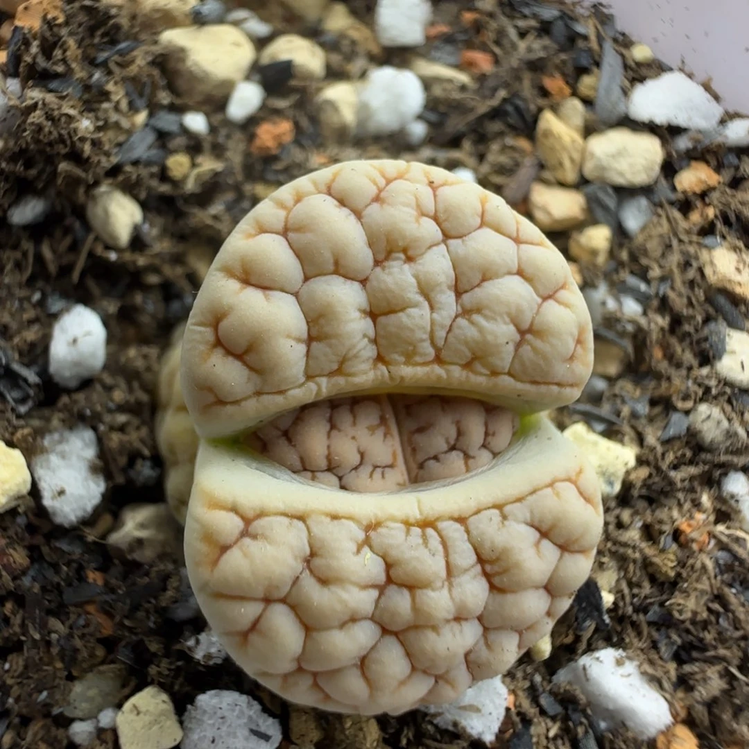 荒189 清框福利30包邮