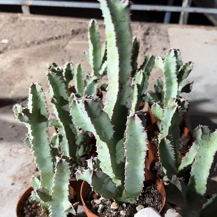 四方罗摩11111111111