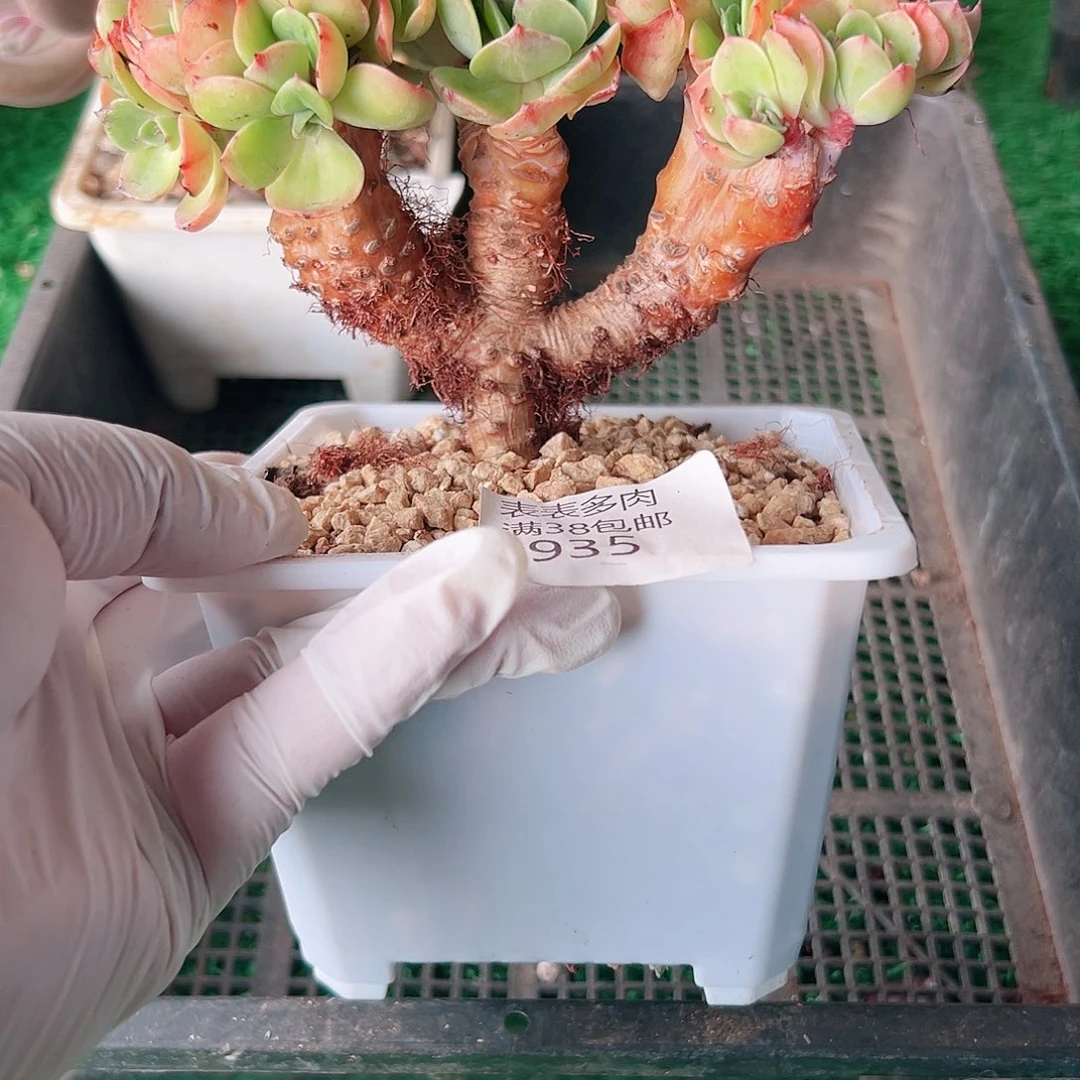 多肉一物一拍植物935