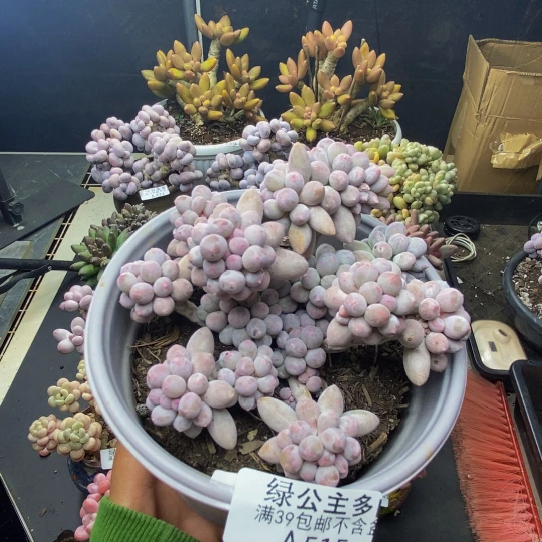 515香水手指奶多肉9c m