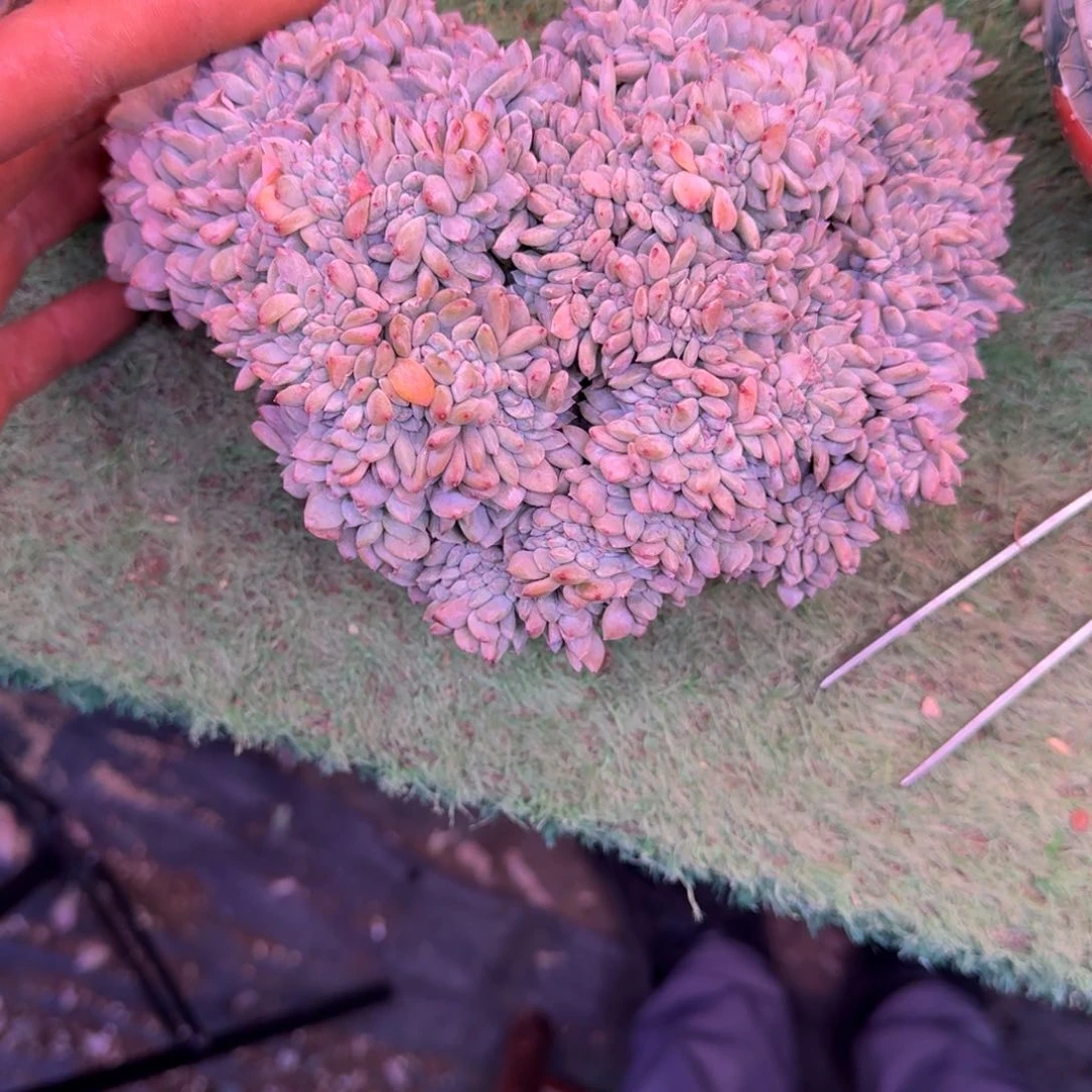 紫*星影缀化无砍多肉