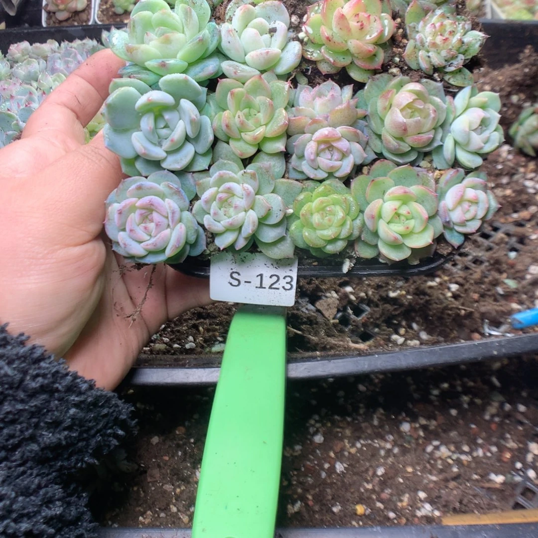 无花朵S123英语英语