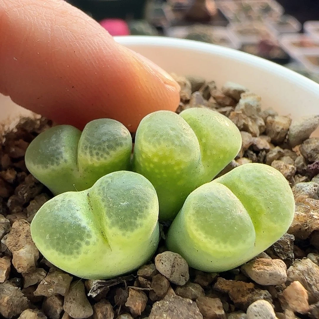 脱土年后发货23523