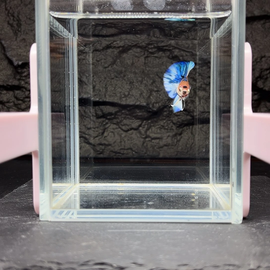 海水鱼宙斯斗鱼竞拍11-18