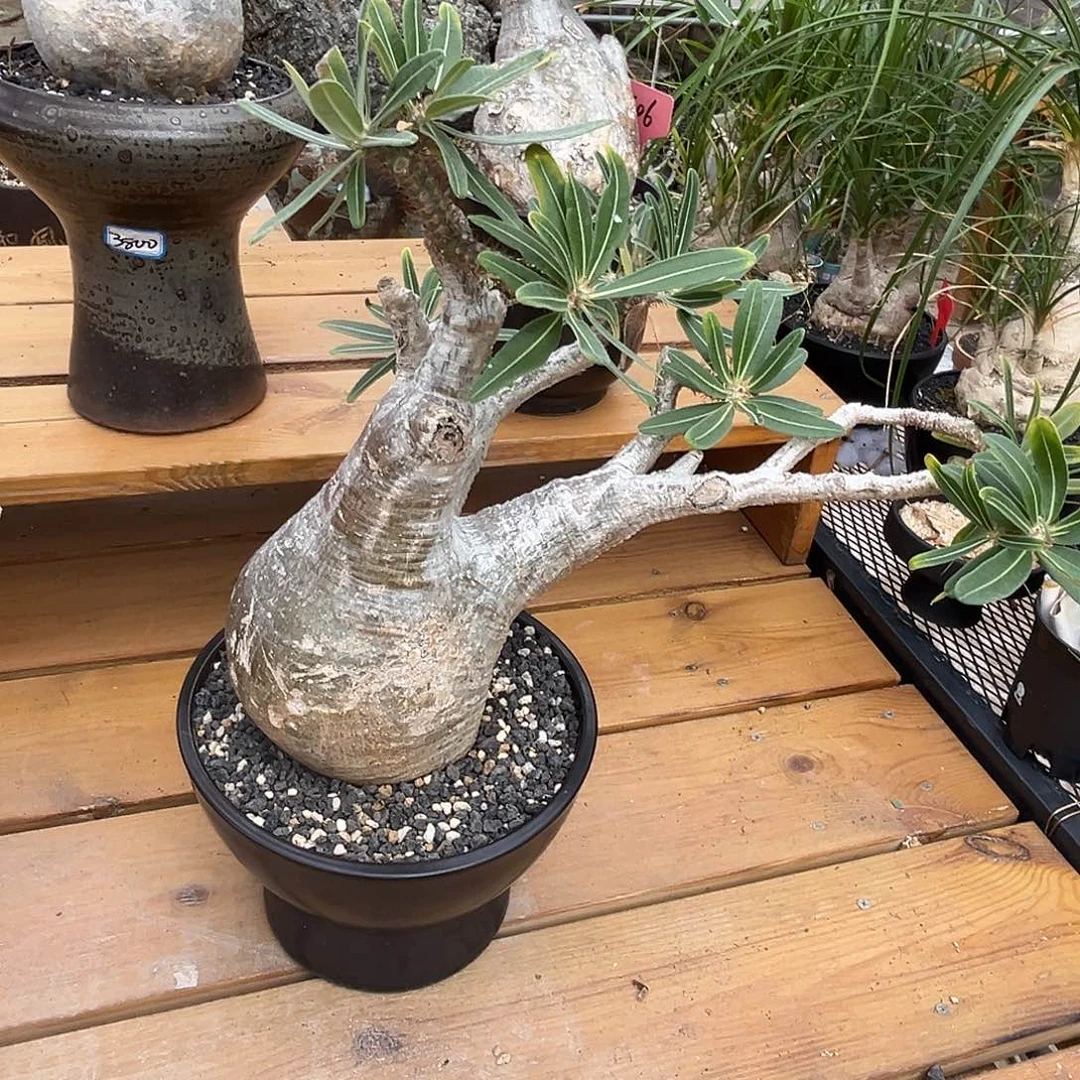 精品白皮象牙宫，飘枝