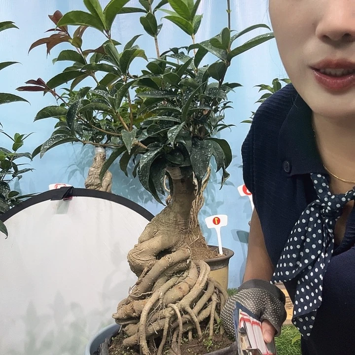 肚***肚无花朵四季丹 塞天香11111