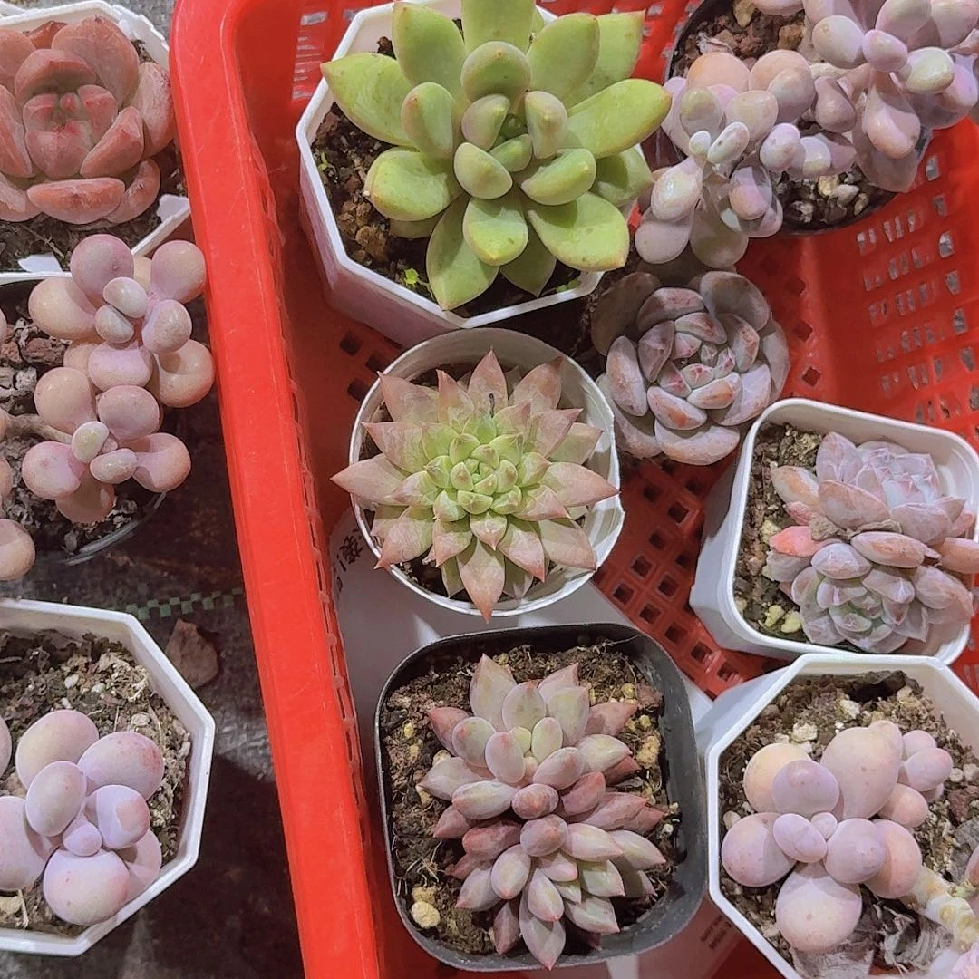 i***.精品福利多肉植物