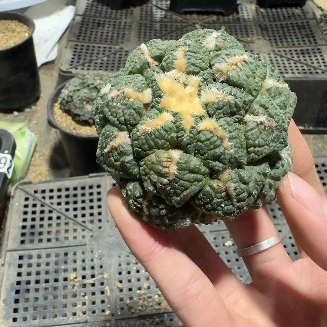 433好仙人球小萝卜根