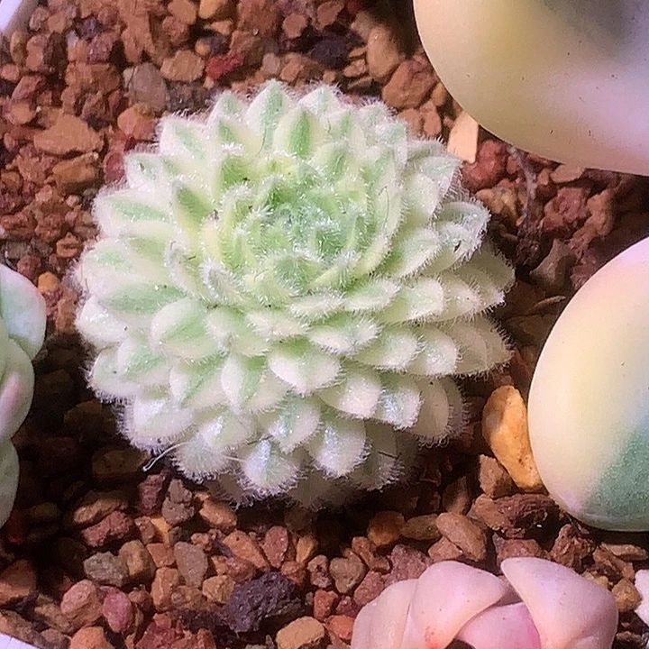 优雅长生草有根有根