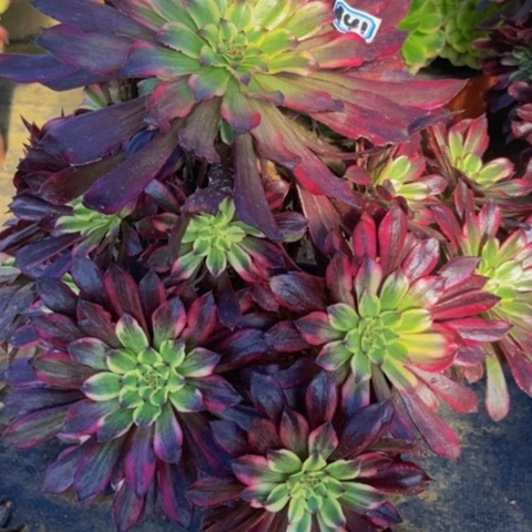 皱叶蕾丝妖桩多肉41多肉