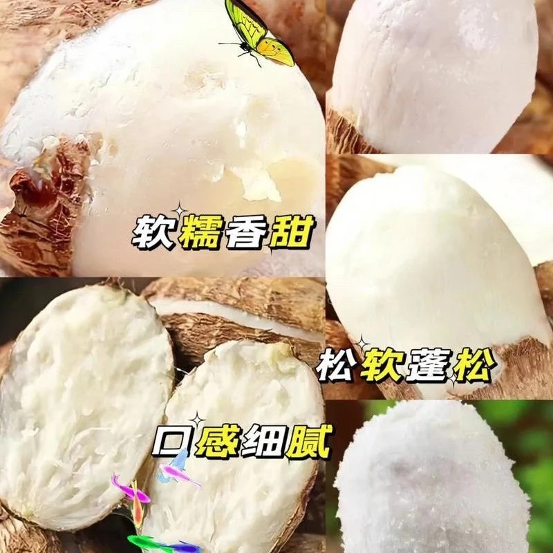 云南高山牛奶小芋头软糯香甜口感绵密新鲜粉糯包邮