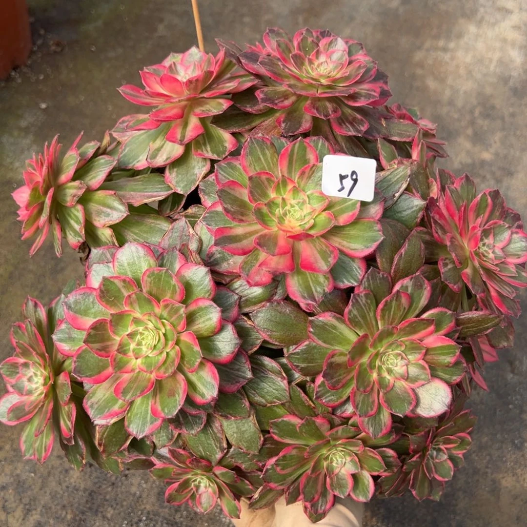 59万花筒duorouxixixixi