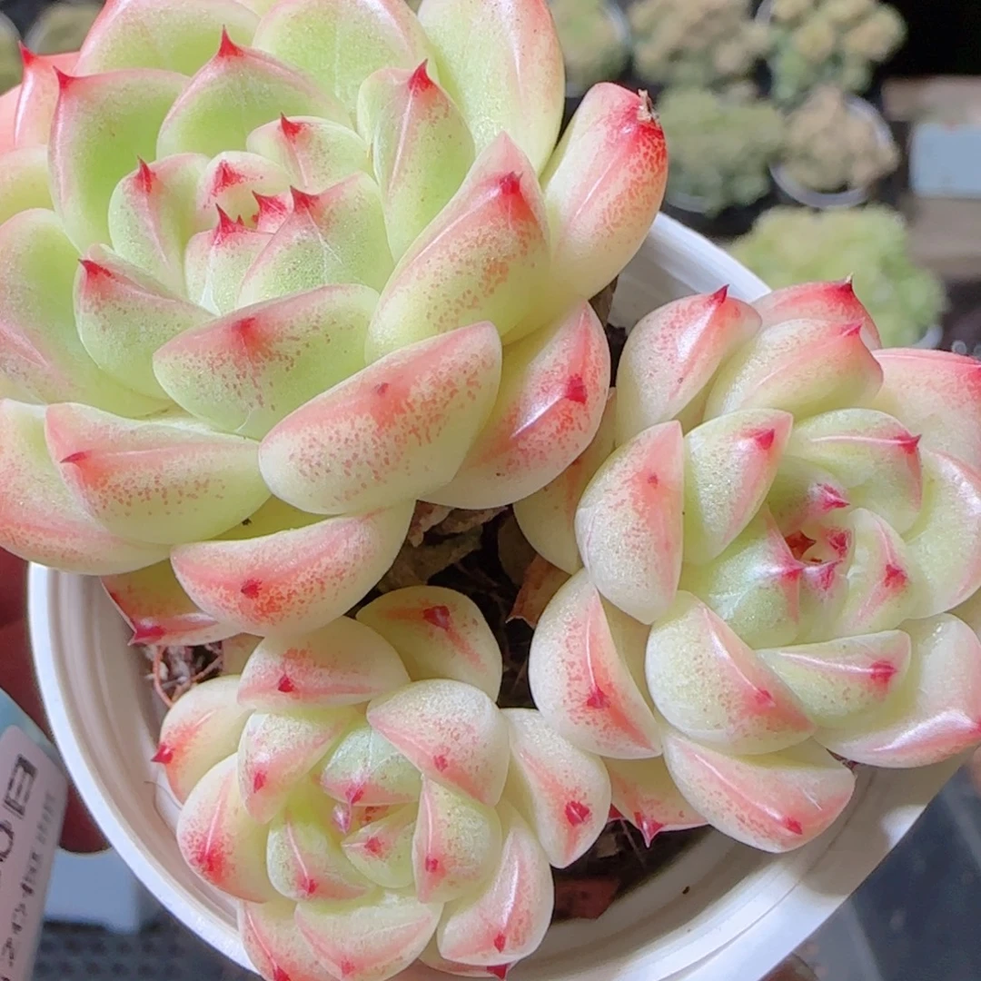 花语逸镜1030-304散