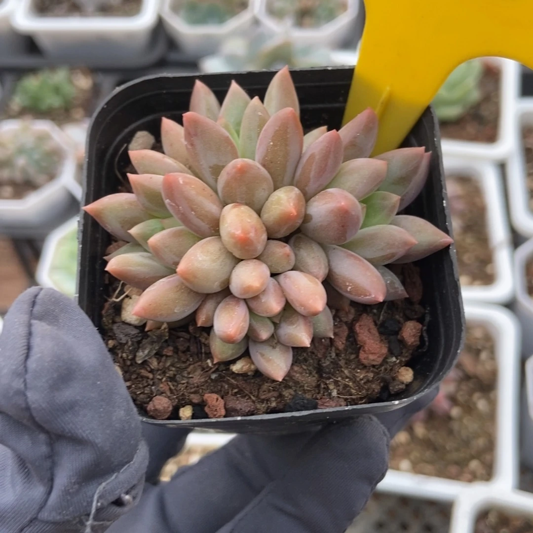 960车厘子多肉植物保护