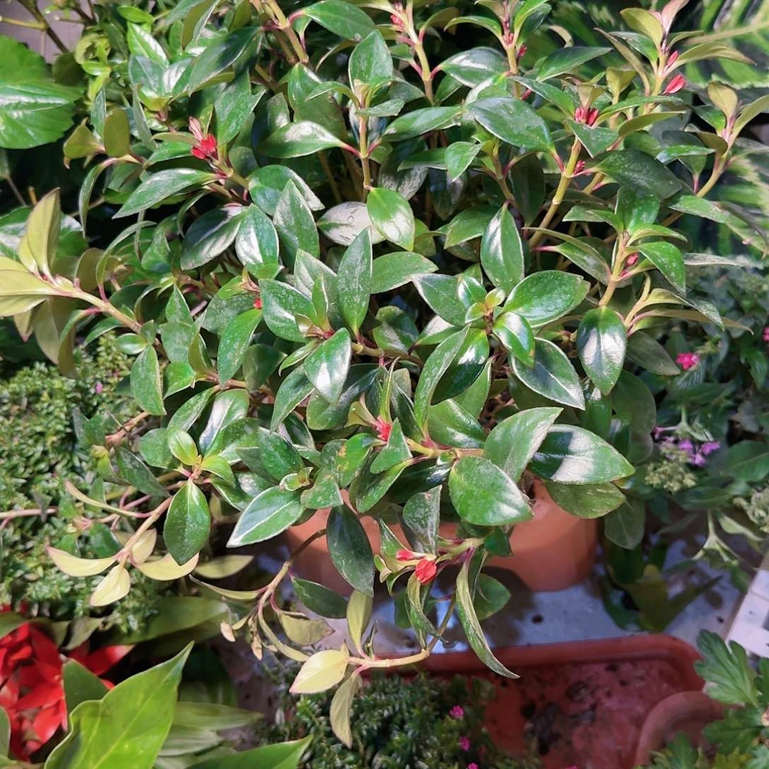 大颗金鱼嘴吊兰1盆全疆包邮